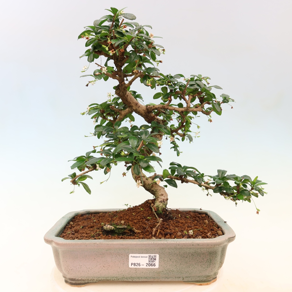 Zimmer-Bonsai - Carmona macrophylla - Tee-Fuki