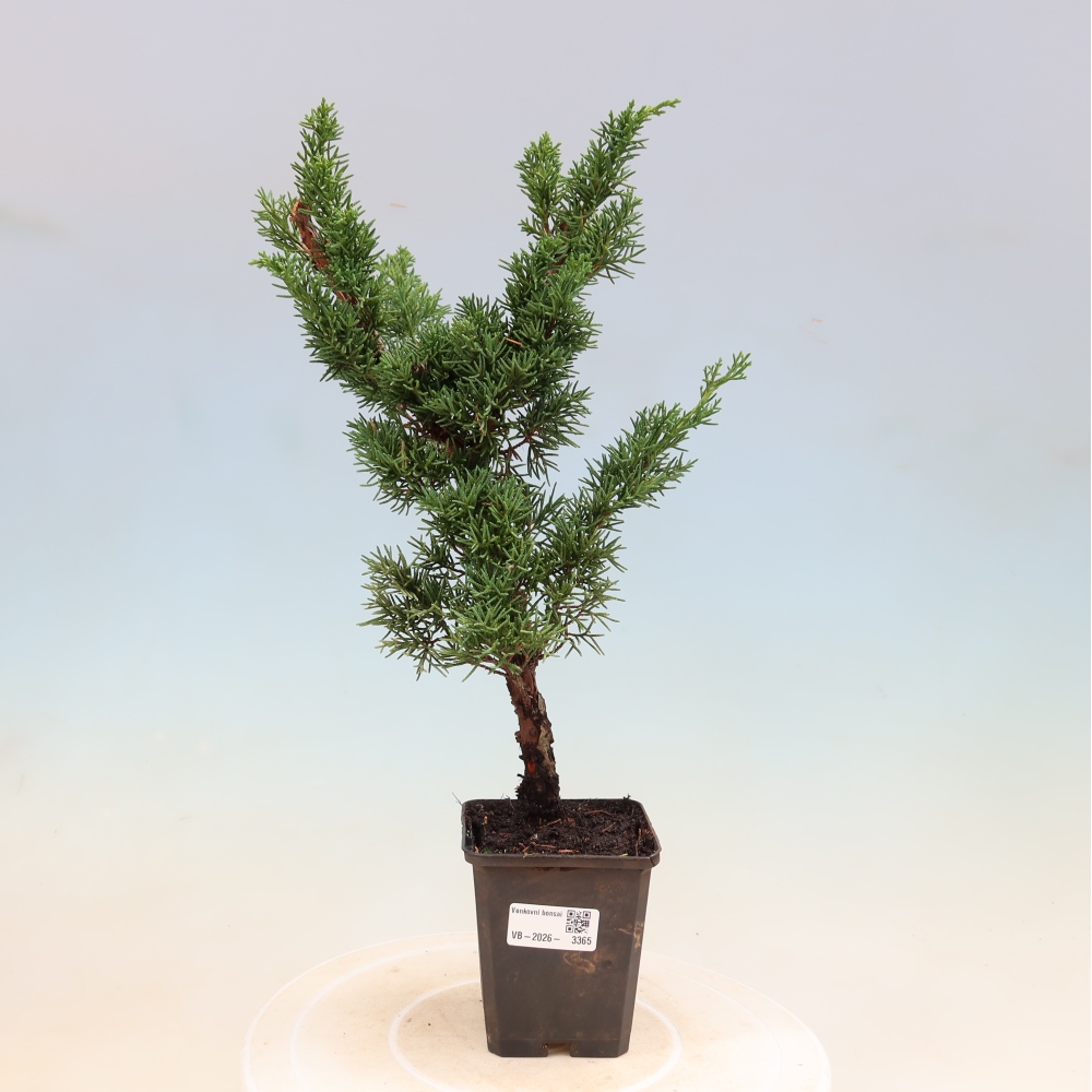Bonsai für draußen - Juniperus chinensis Kishu