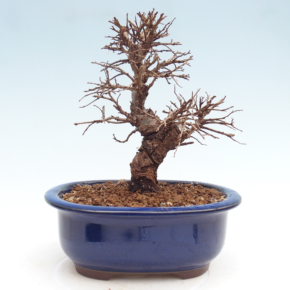 Bonsai für draußen - Zelkova - Zelkova NIRE