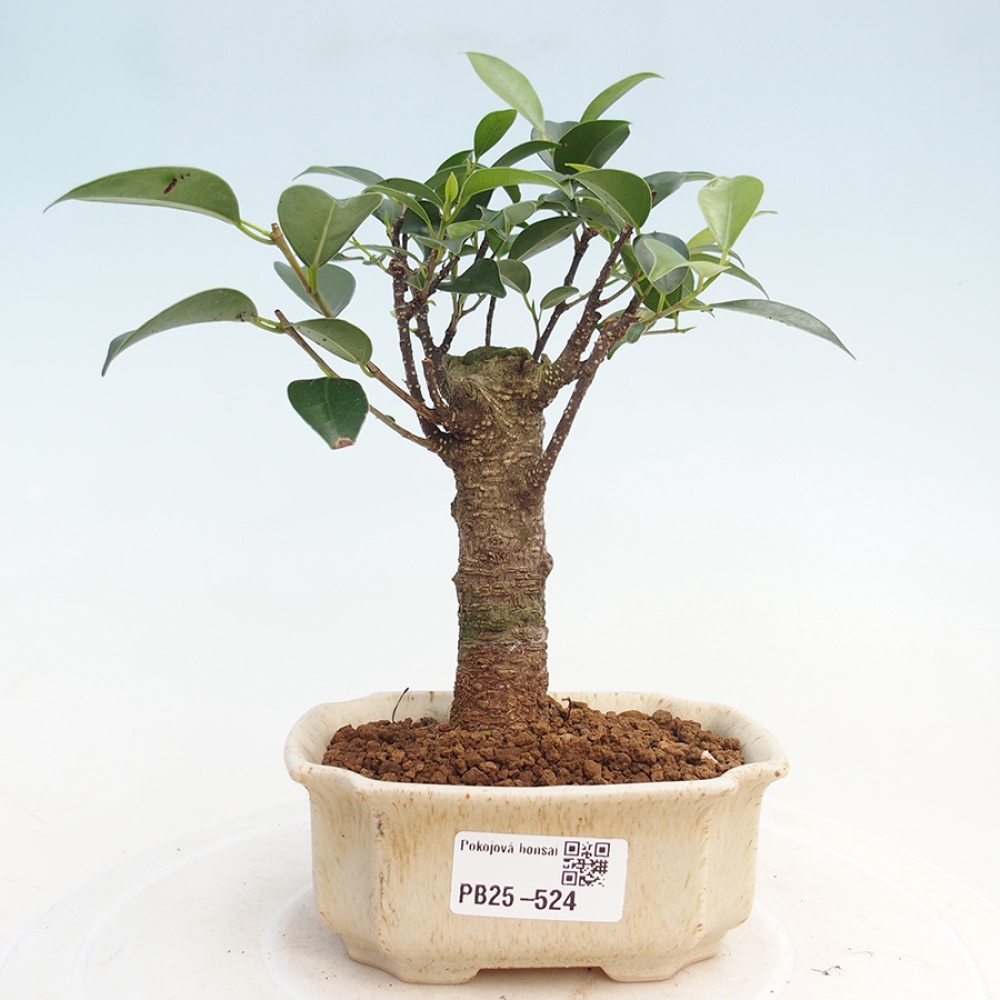 Zimmerbonsai - Kleinblättriger Ficus - Ficus kimmen