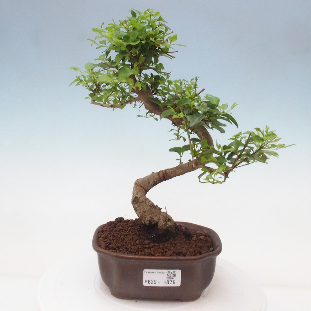 Indoor Bonsai -Ligustrum chinensis - Vogelschnabel