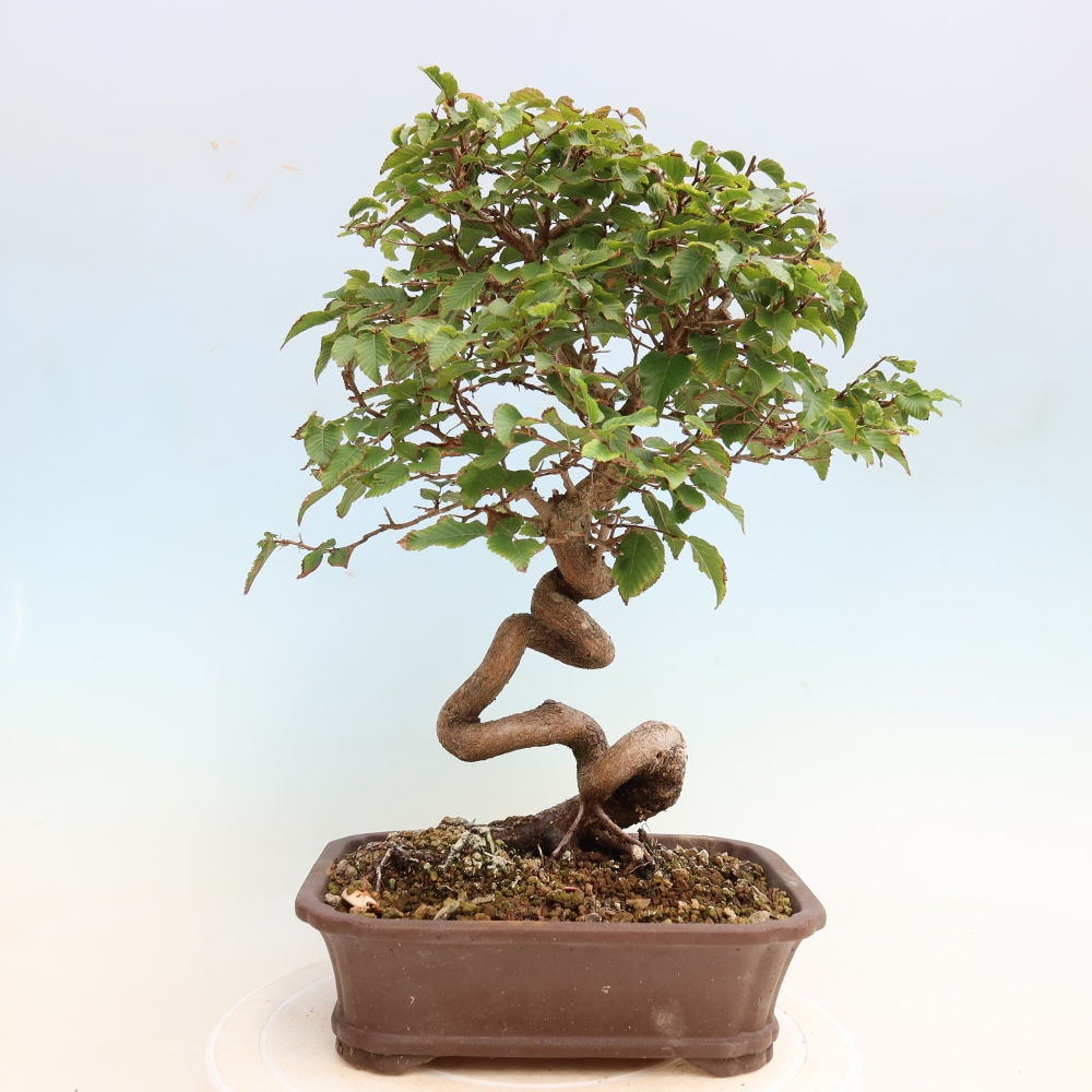 Bonsai für draußen -Carpinus CARPINOIDES - Koreanische Hainbuche