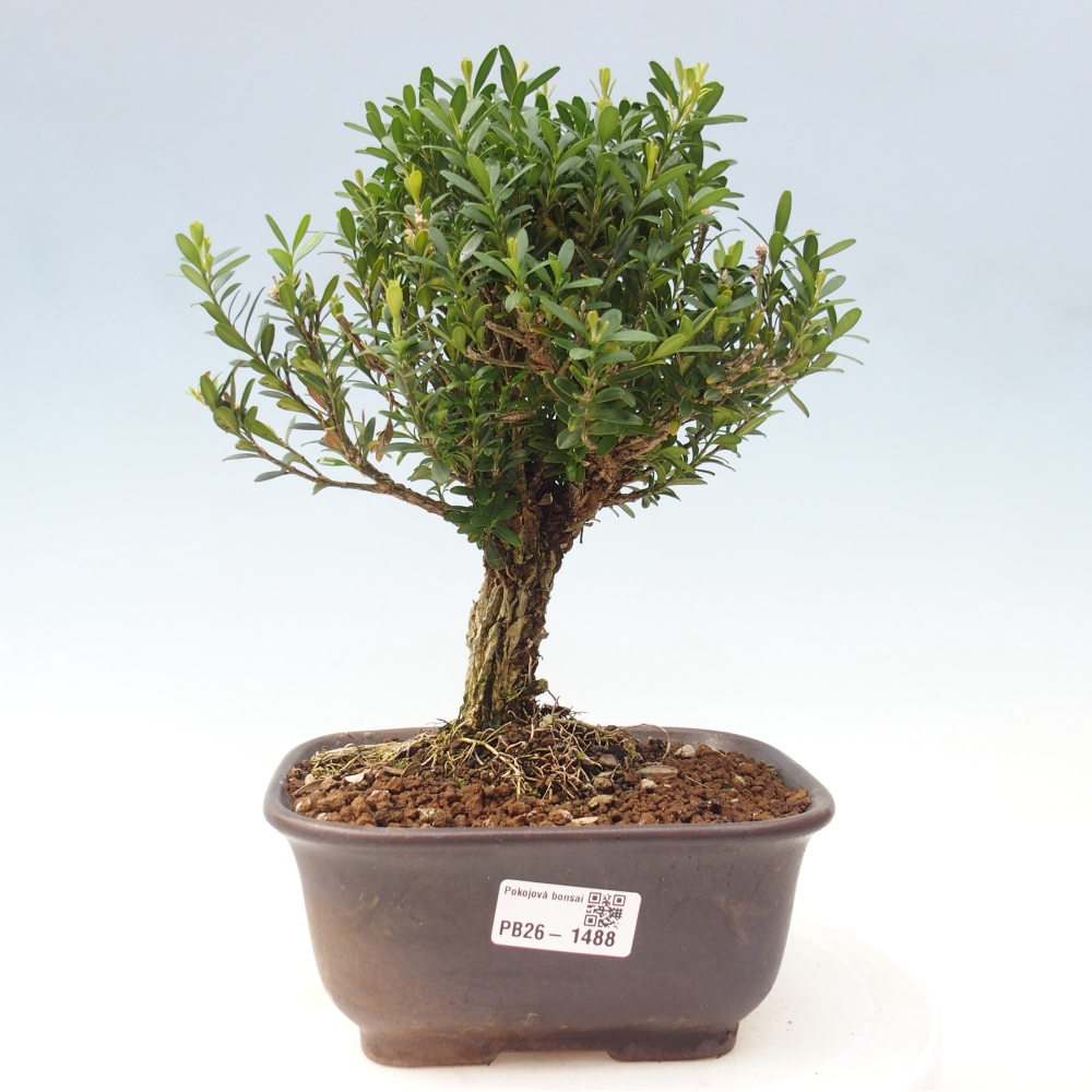 Zimmer Bonsai - Buxus harlandii - Korkbuxus