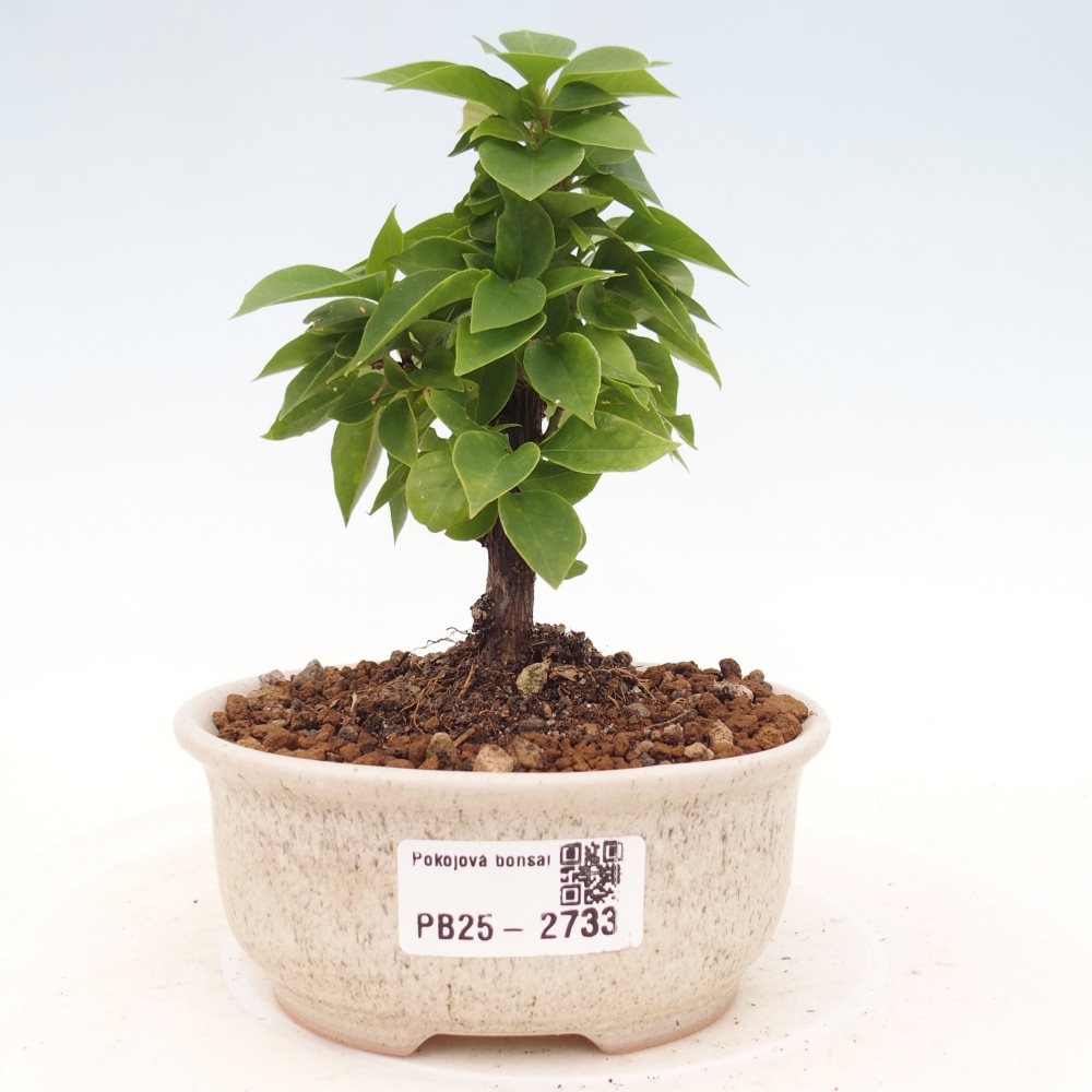 Indoor Bonsai - Bouganwilea