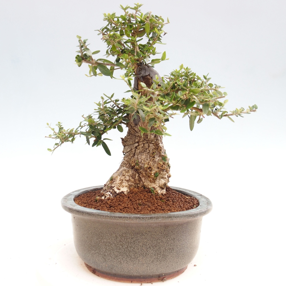 Indoor-Bonsai - Olea europaea sylvestris - Europäisches kleinblättriges Olivenöl