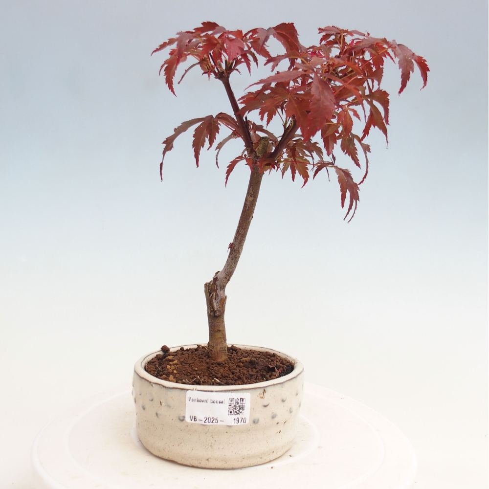 Bonsai im Freien - Acer-Palme. Atropurpureum-Palmenblatt-Ahorn