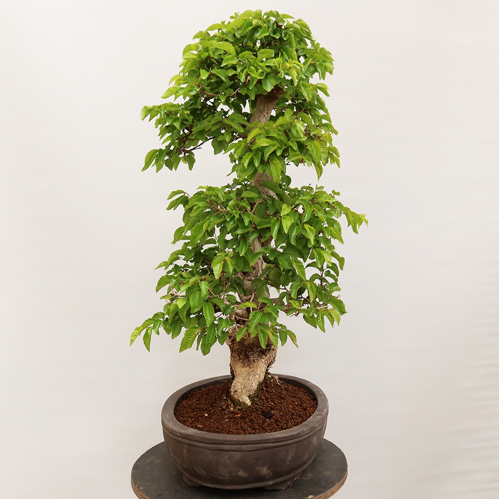 Bonsai im Freien - Carpinus Coreana - Koreanische Hainbuche