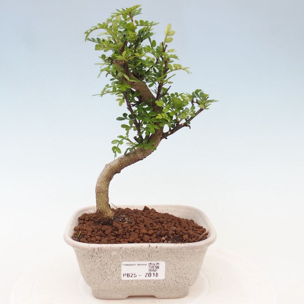 Indoor-Bonsai - Zantoxylum piperitum - Pfefferminze