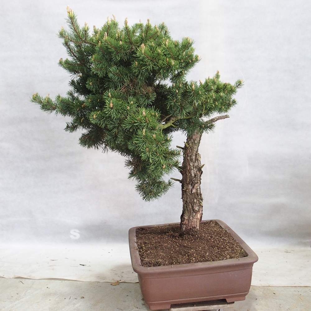 Yamadori - Pinus sylvestris 
