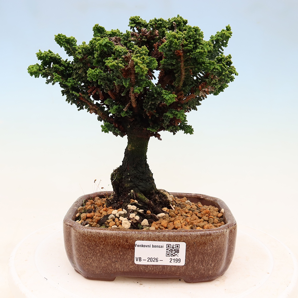 Bonsai für draußen - Cham. obtusa SEKKA HINOKI - Zypresse