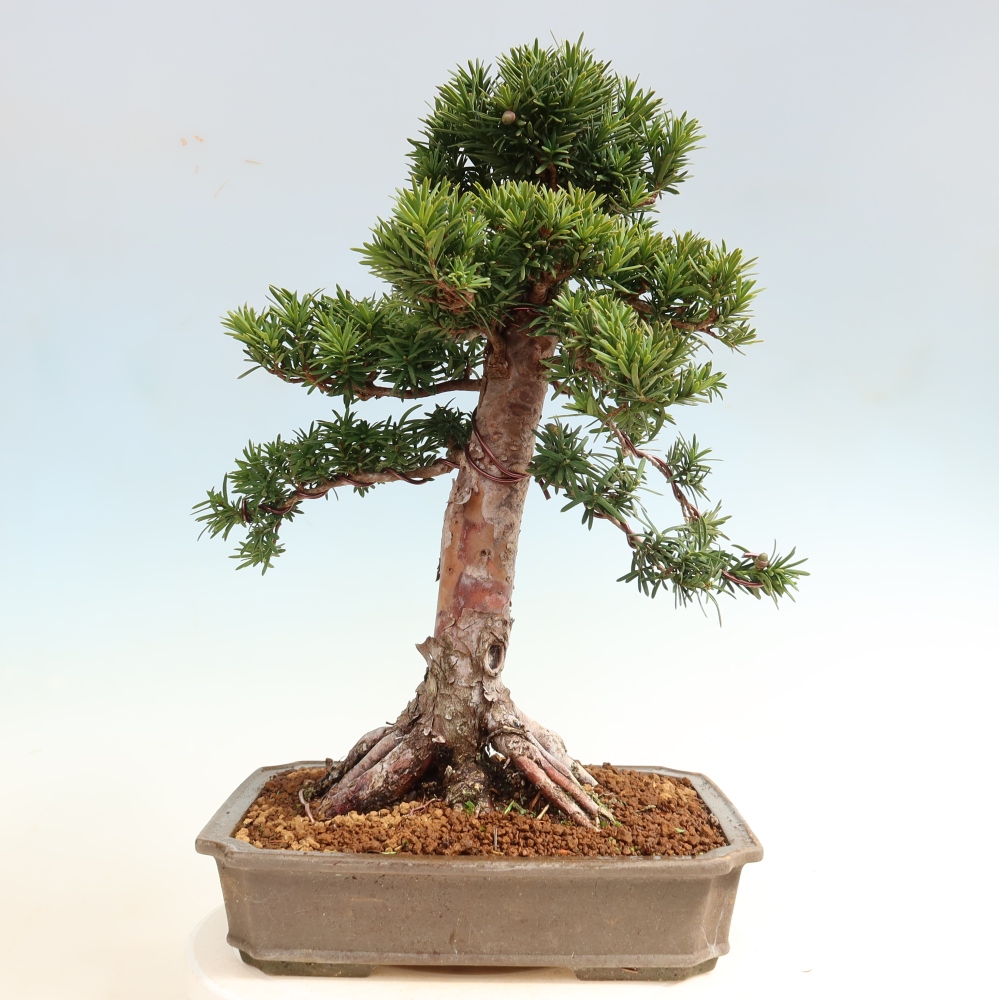 Bonsai für draußen - Taxus cuspidata - Japanische Eibe