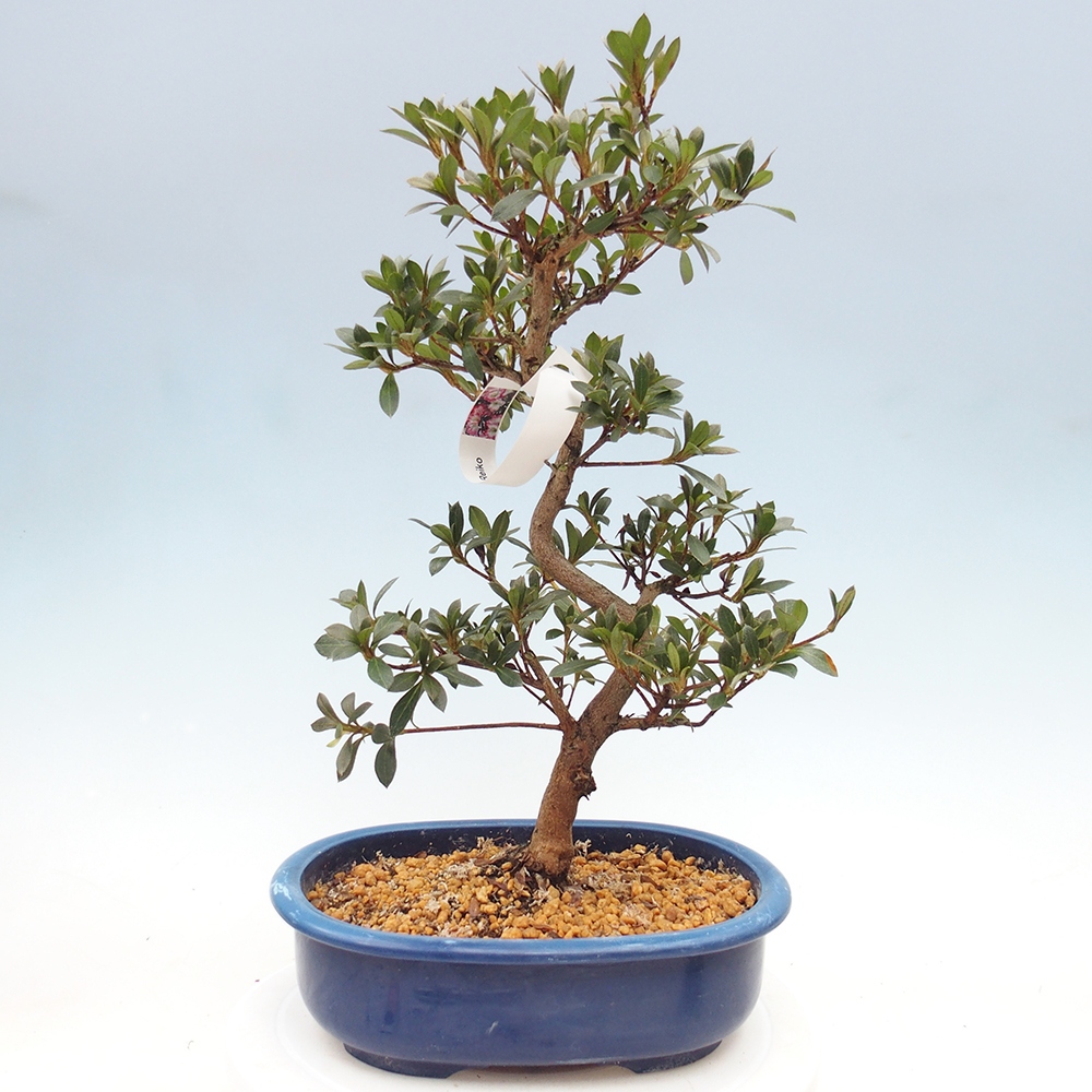 Bonsai für draußen - Japanische Azalee - Azalee Reiko
