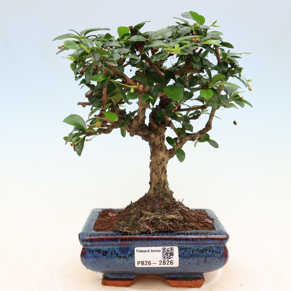 Zimmer-Bonsai - Carmona macrophylla - Tee-Fuki