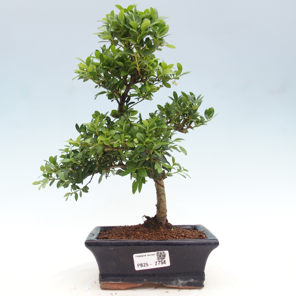 Indoor bonsai - Ilex crenata - Holly