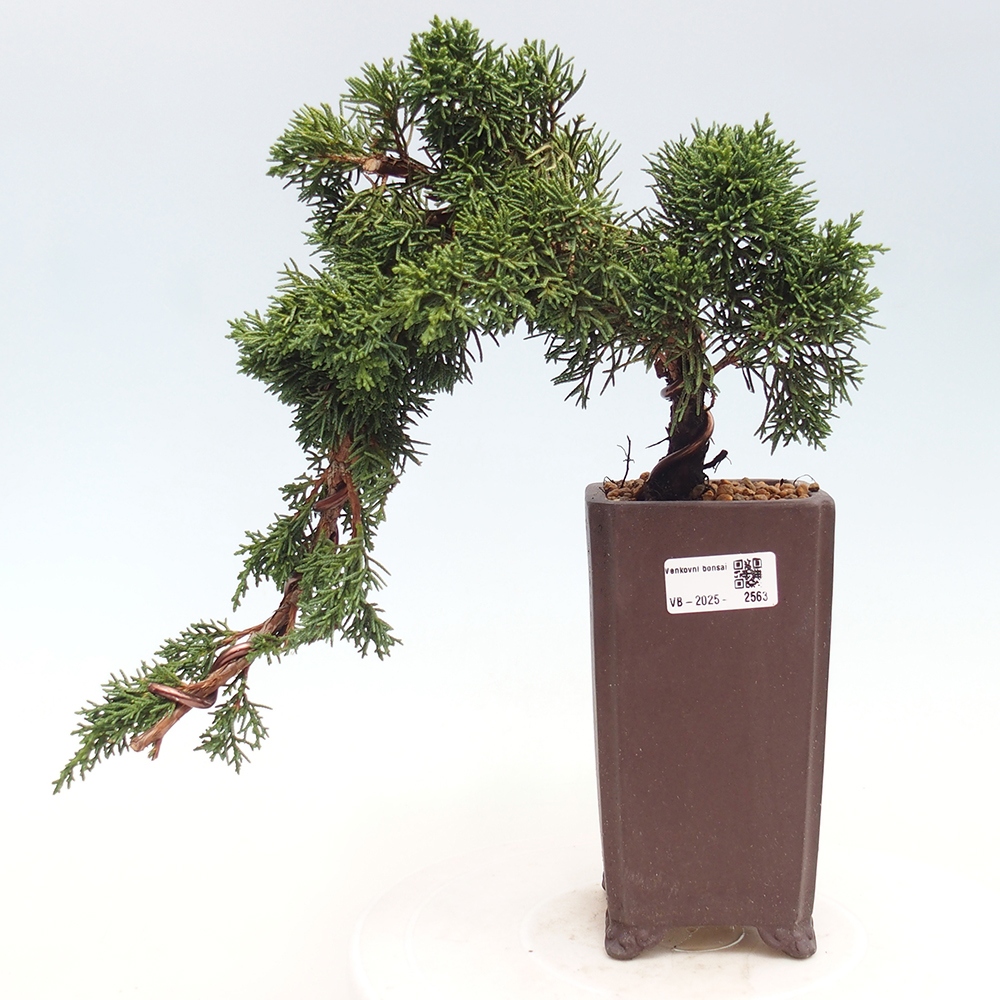 Bonsai im Freien - Juniperus chinensis Kishu - Chinesischer Wacholder
