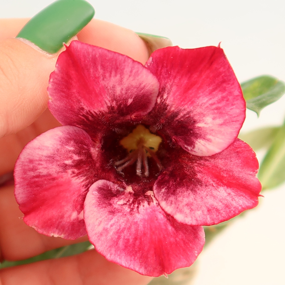 Zimmerbonsai – Adenium obesum, veredelt, Sorte „Mumbai Pink Diamond“ – Wüstenrose