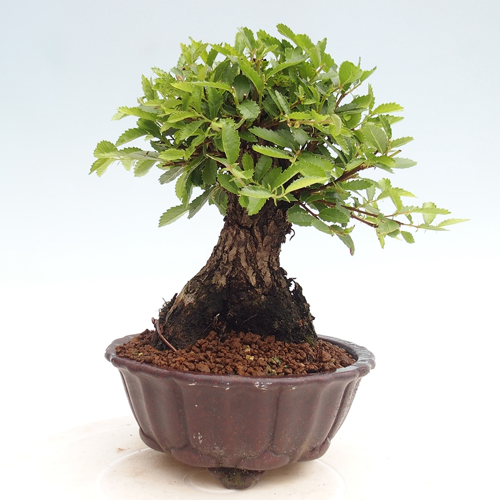 Bonsai im Freien - Zelkova - Zelkova NIRE