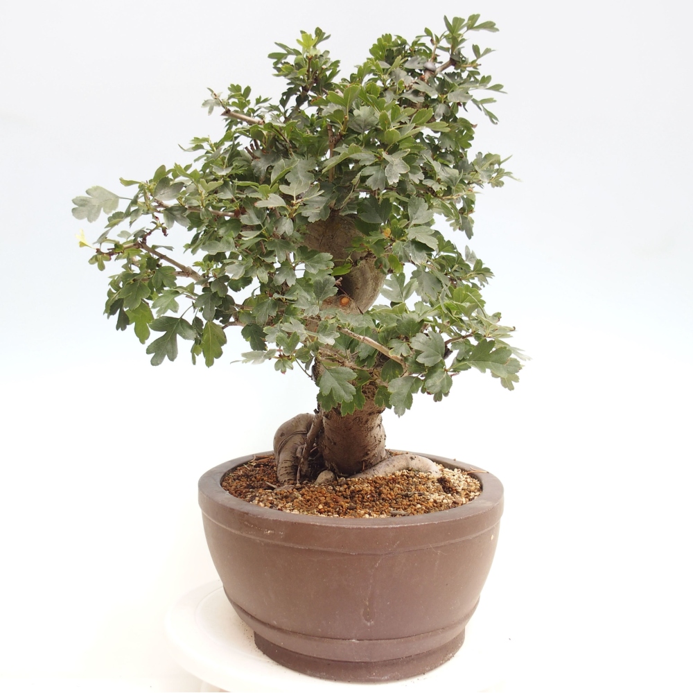 Bonsai im Freien - Rosa Weißdorn, vollblütig - Crataegus 