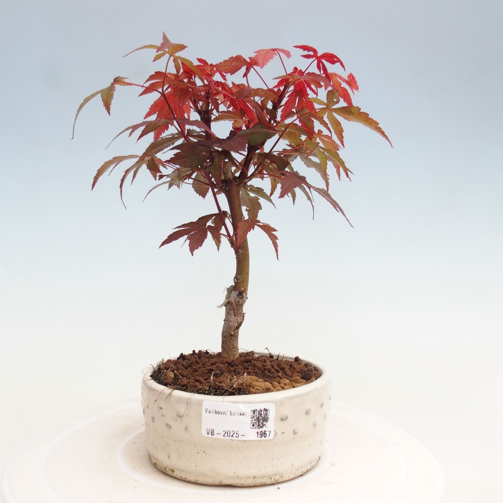 Bonsai im Freien - Acer-Palme. Atropurpureum-Palmenblatt-Ahorn