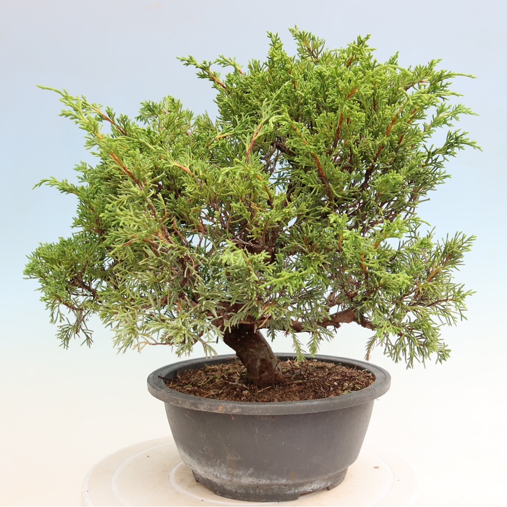 Bonsai für draußen - Juniperus chinensis Itoigawa-Juniperus chinensis