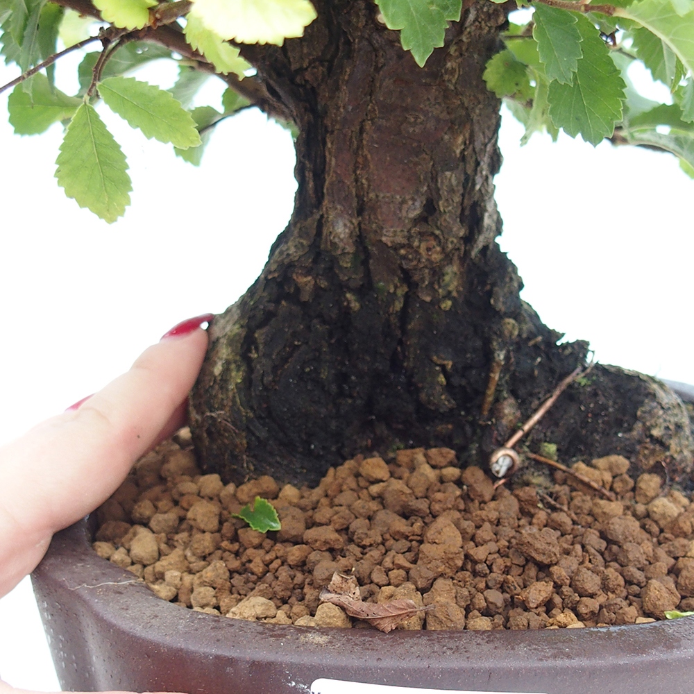 Bonsai im Freien - Zelkova - Zelkova serrata