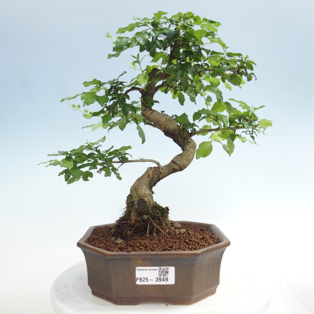 Zimmer Bonsai -Ligustrum chinensis - Vogelschnabel