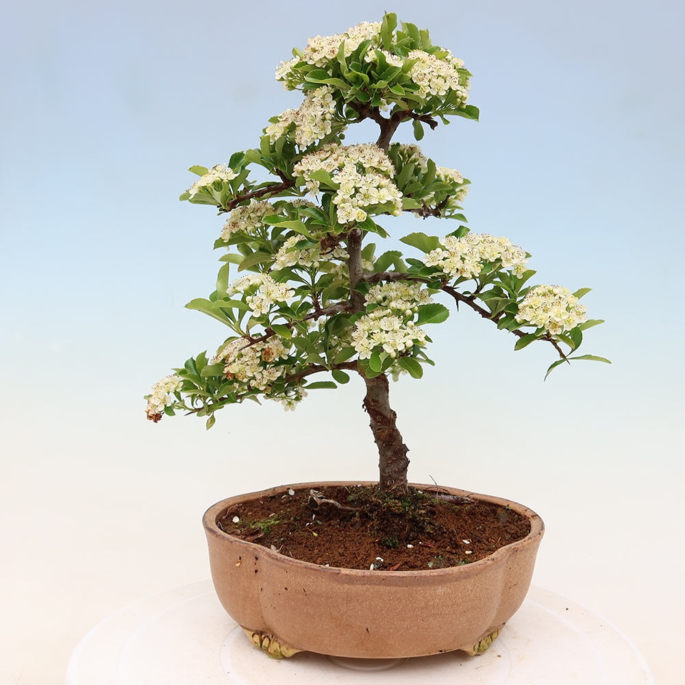 Bonsai für den Außenbereich – Pyracantha teton – Feuerdorn