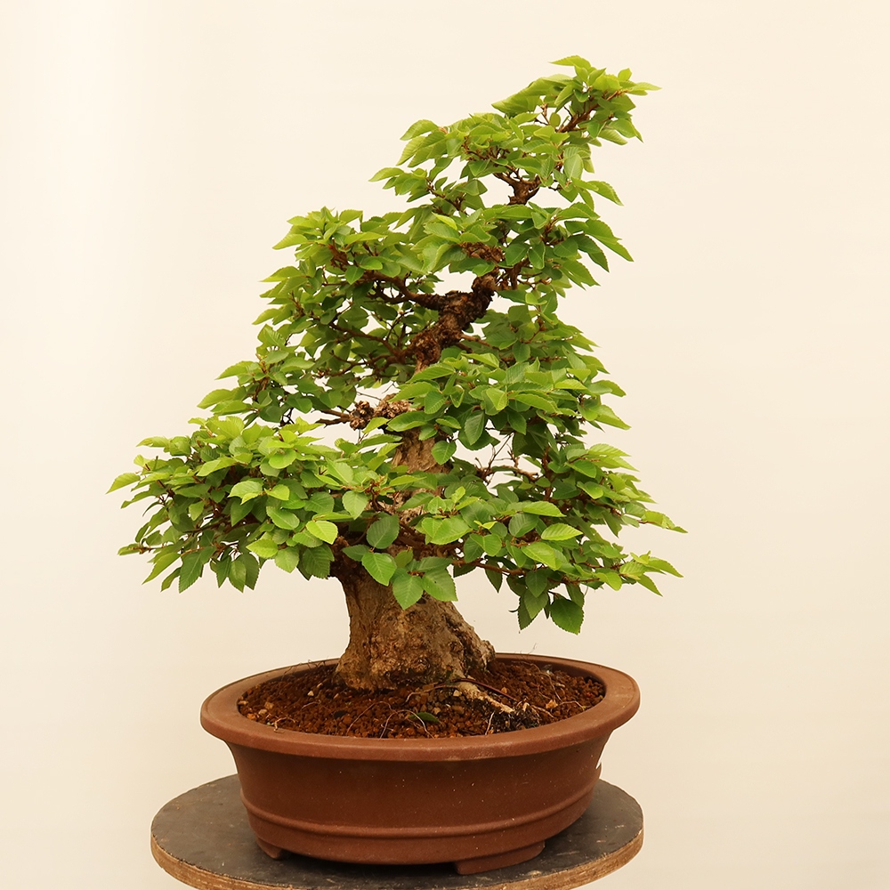 Bonsai im Freien - Carpinus Coreana - Koreanische Hainbuche
