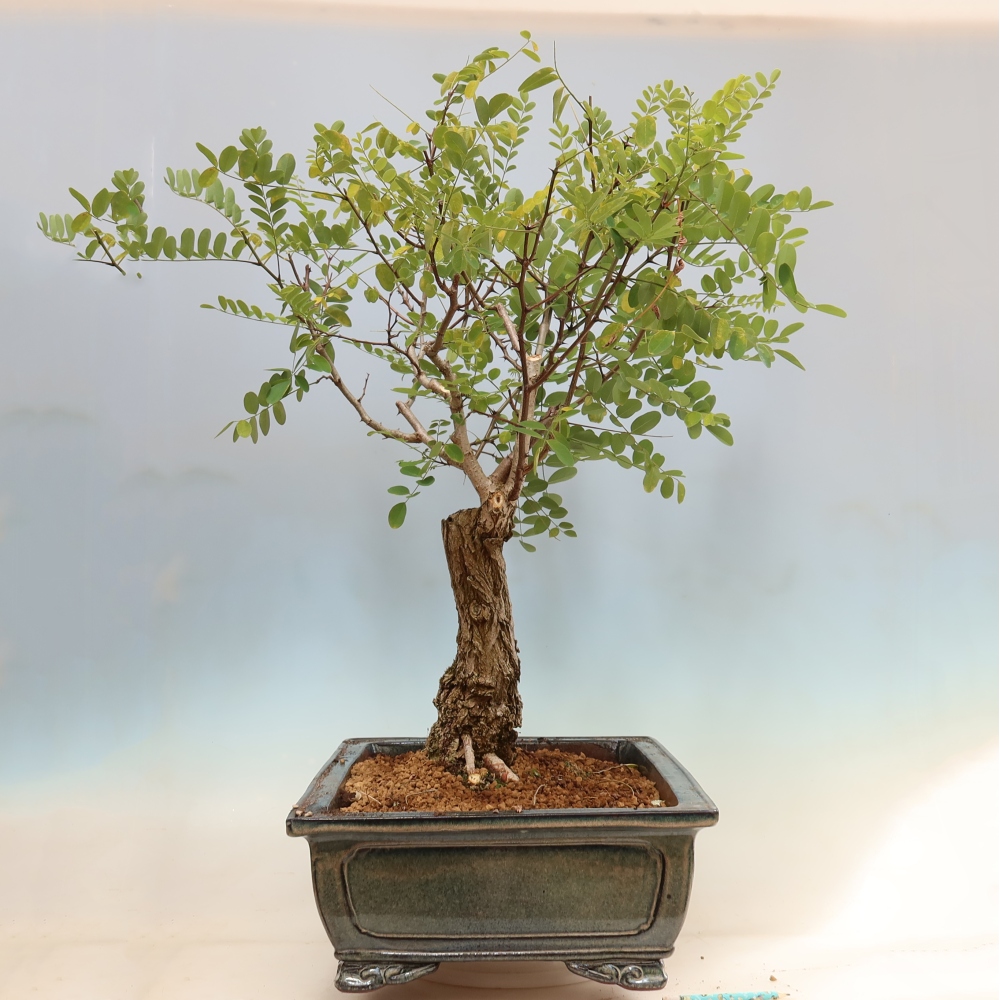 Bonsai für draußen - Dorn-Akazie - Robinia pseudoacacia