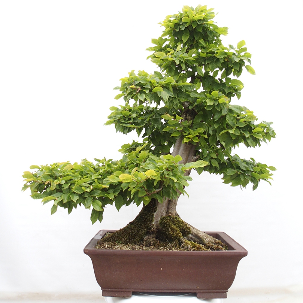 Bonsai im Freien - Hainbuche - Carpinus betulus