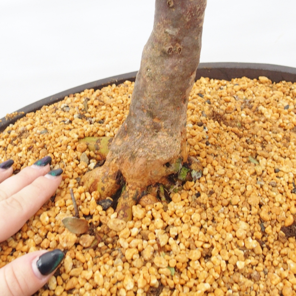 Bonsai für draußen - Japanische Azalee - Azalee Hanatsuzuri