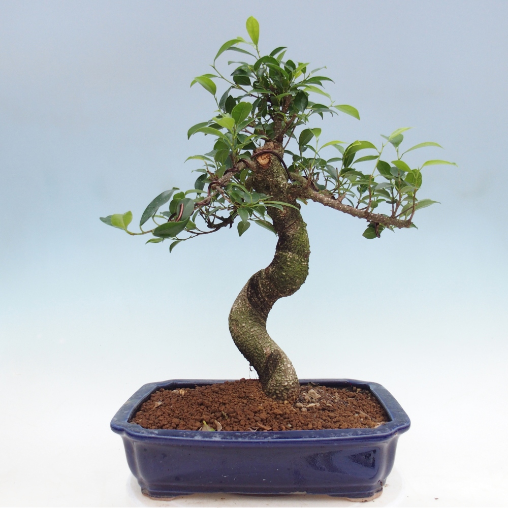 Zimmerbonsai - Ficus kimmen - Kleinblättriger Ficus