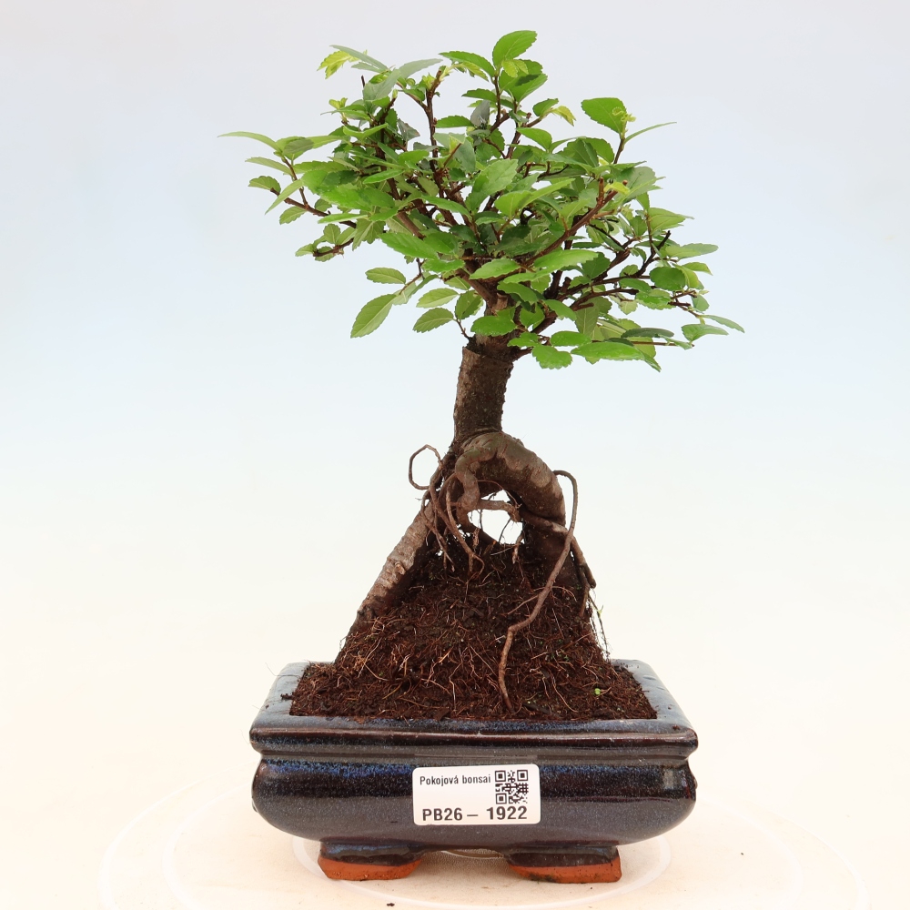 Zimmerbonsai - Ulmus parvifolia - Kleinblättrige Ulme