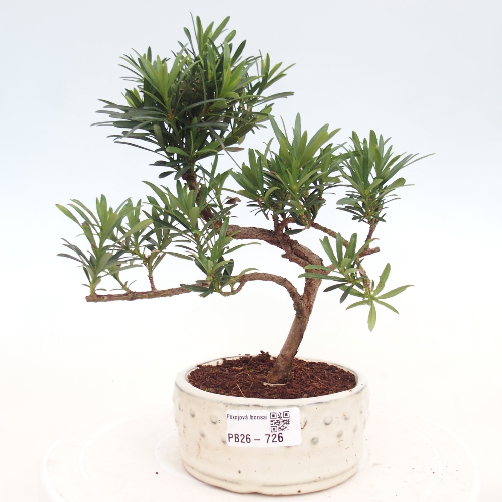 Zimmerbonsai - Podocarpus - Stein-Eibe