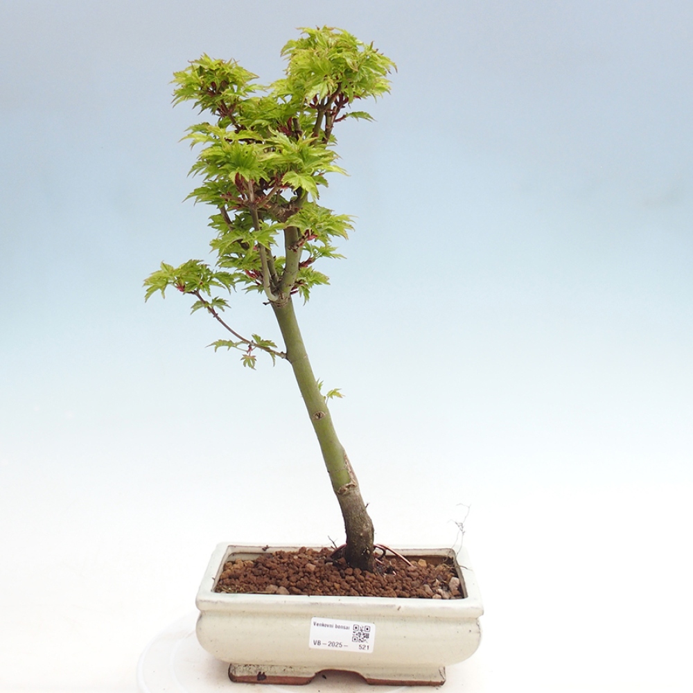 Bonsai im Freien - Acer palmatum Shishigashira-Ahorn