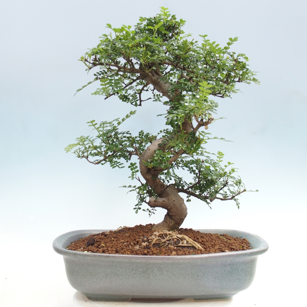 Zimmer Bonsai - Zantoxylum piperitum - Pfefferbaum