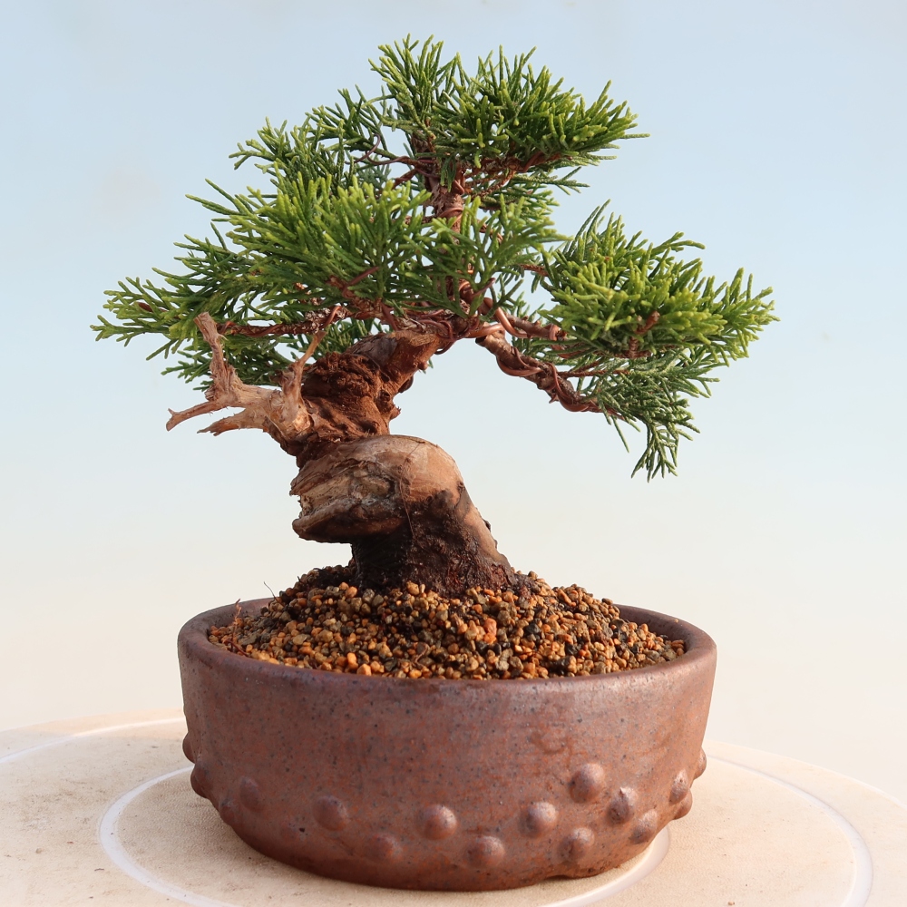 Outdoor bonsai - Juniperus chinensis Itoigawa - Chinese juniper