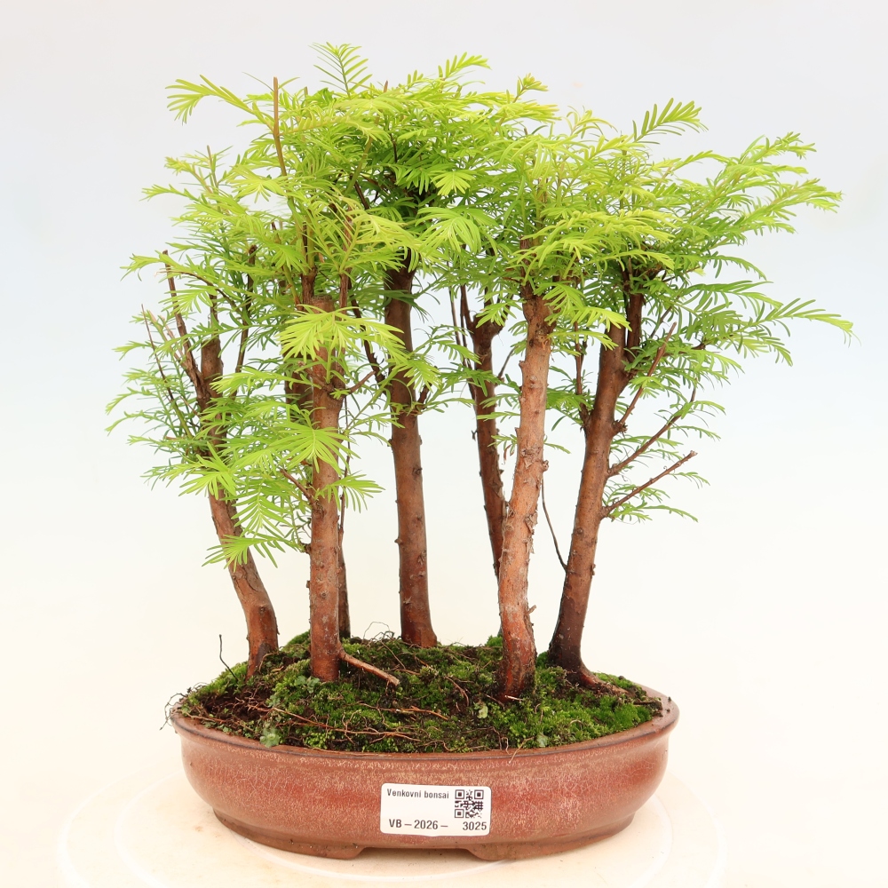Bonsai für den Außenbereich – Metasequoia glyptostroboides – Chinesische Metasequoia – Wäldchen