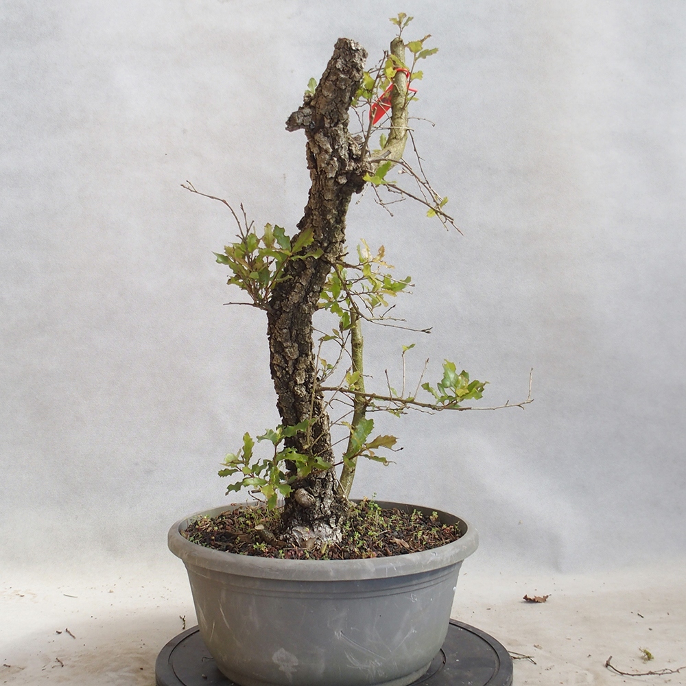 Freilandbonsai Quercus Cerris - Eiche Cer
