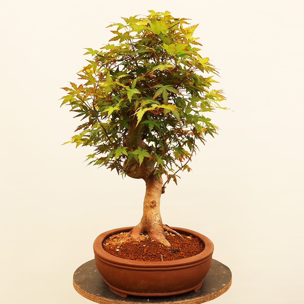 Bonsai für draußen - Ahorn palmatum - Palmen