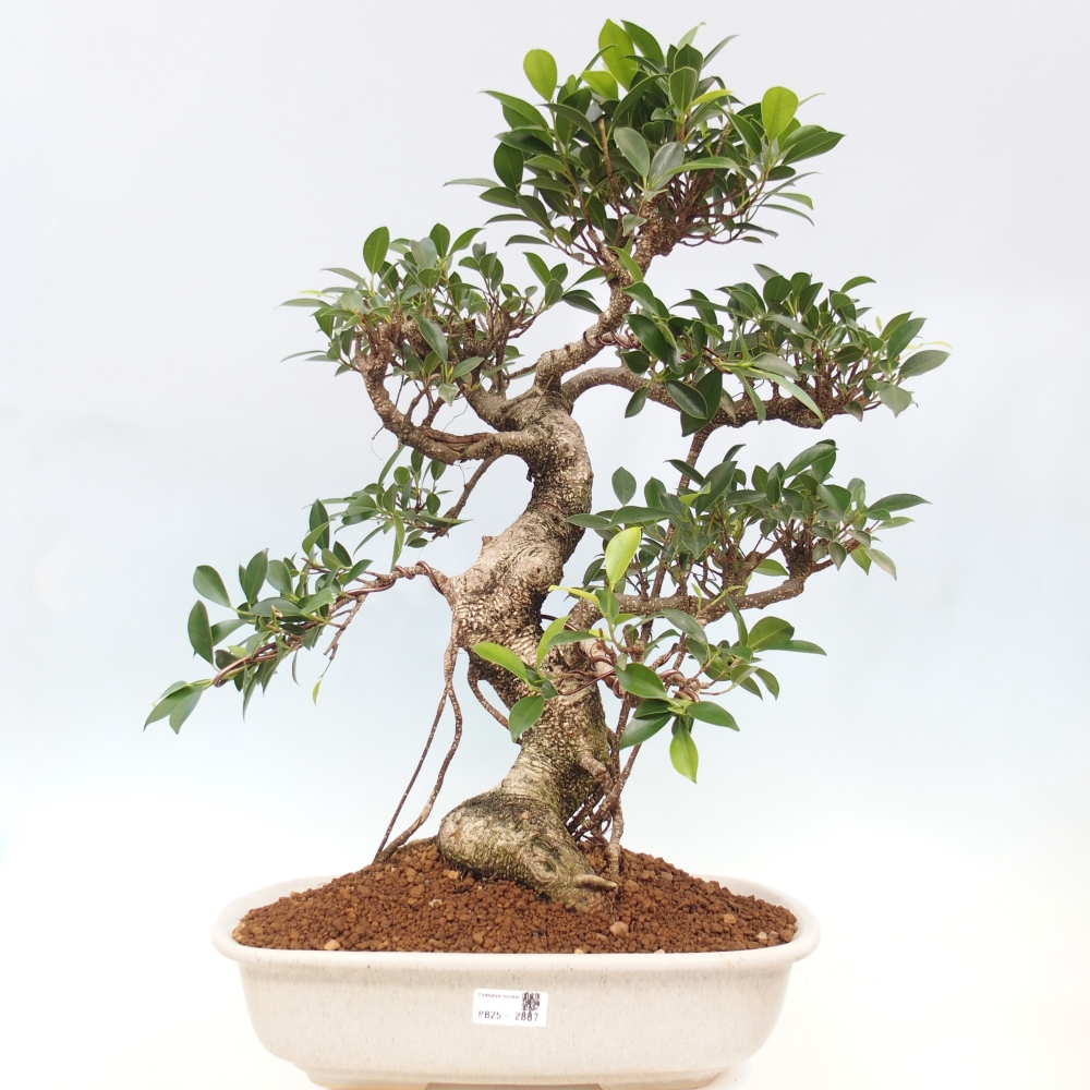 Zimmerbonsai - Ficus kimmen - kleinblättriger Ficus - NUR PERSÖNLICHE ABHOLUNG oder Palettentransport