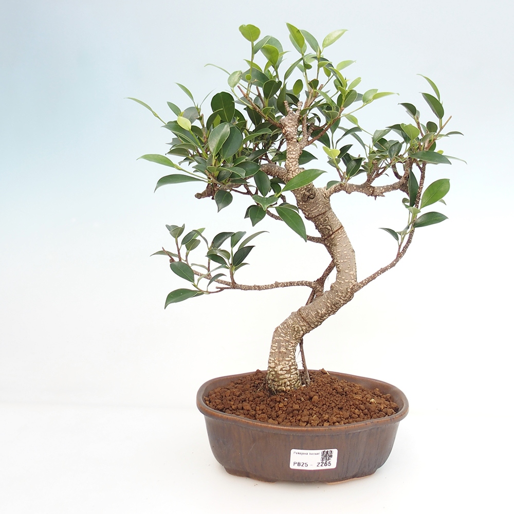 Indoor-Bonsai - Ficus retusa - kleiner Ficus