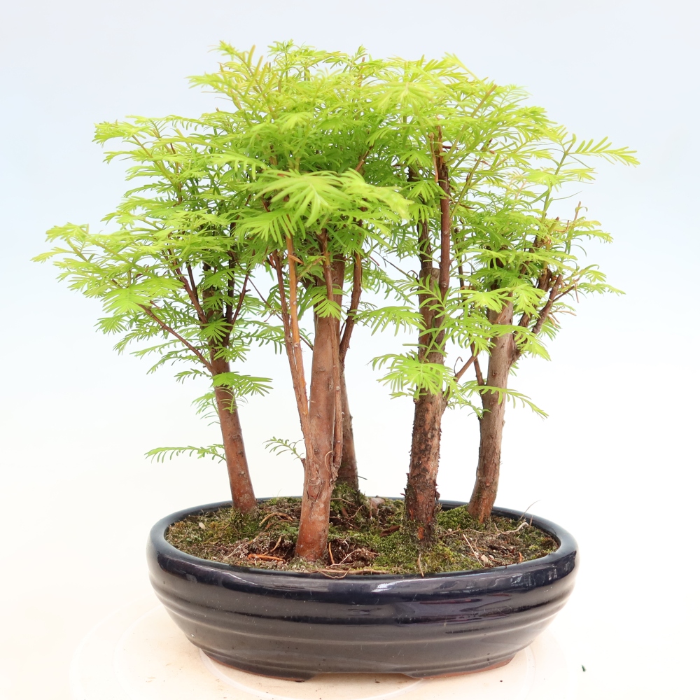 Bonsai für den Außenbereich – Metasequoia glyptostroboides – Chinesische Metasequoia – Wäldchen