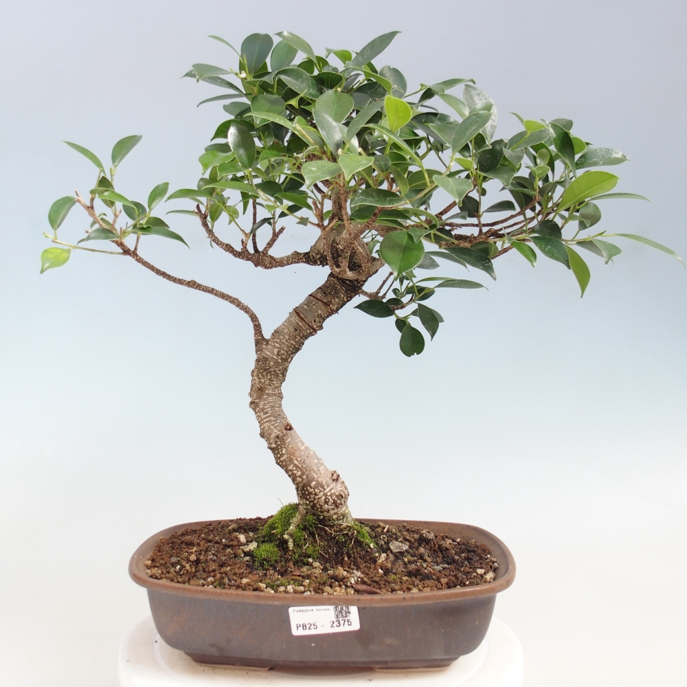 Indoor-Bonsai - Ficus kimmen - kleinblättriger Ficus