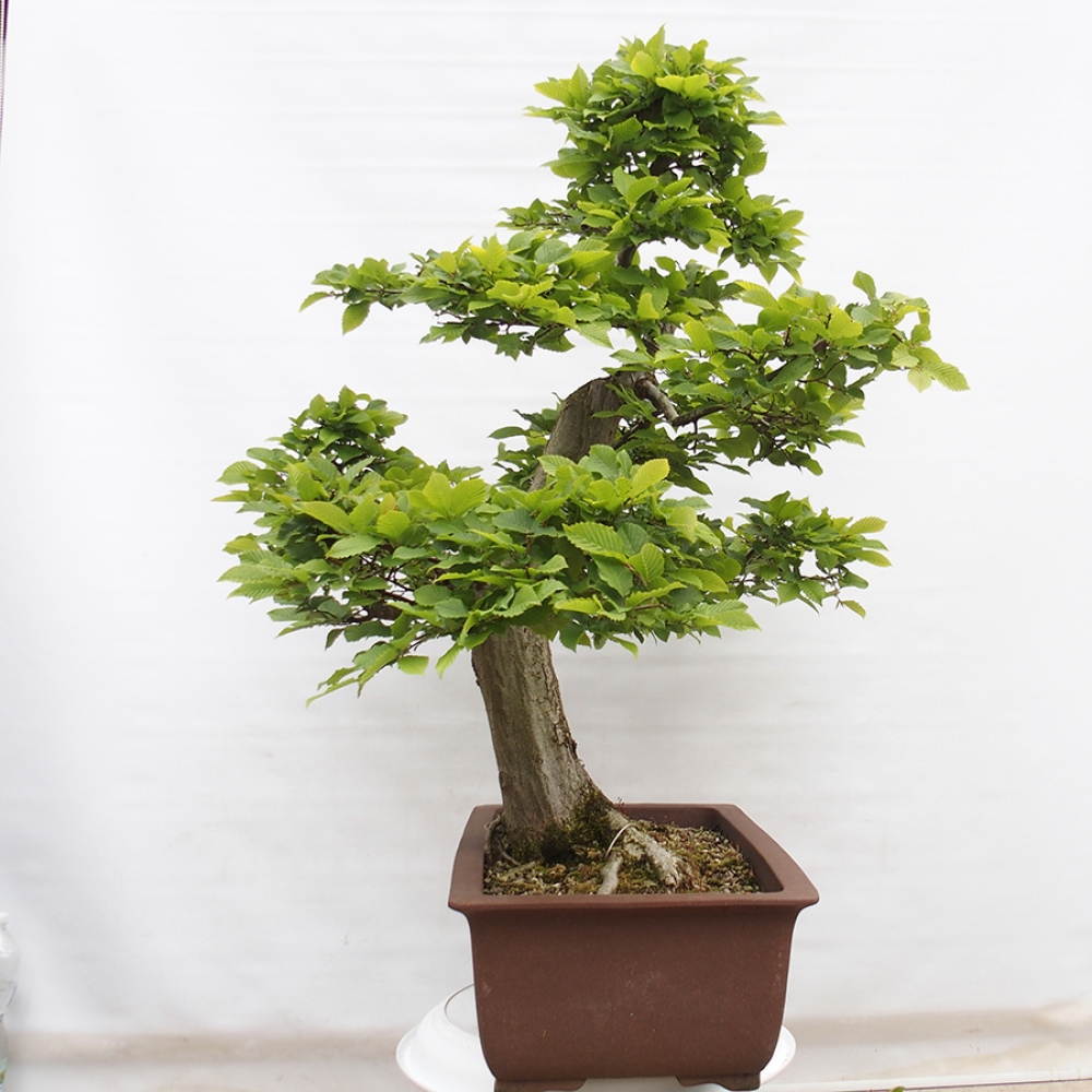 Bonsai im Freien - Hainbuche - Carpinus betulus