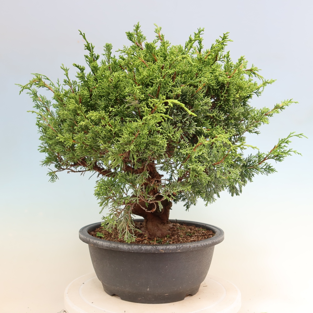 Bonsai für draußen - Juniperus chinensis Itoigawa-Juniperus chinensis
