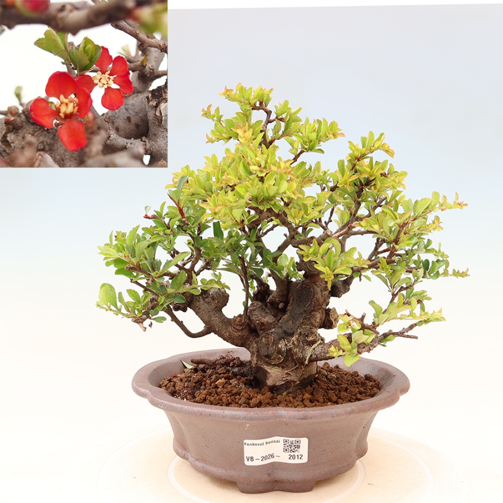 Bonsai für draußen - Chaneomeles speciosa Chojubai