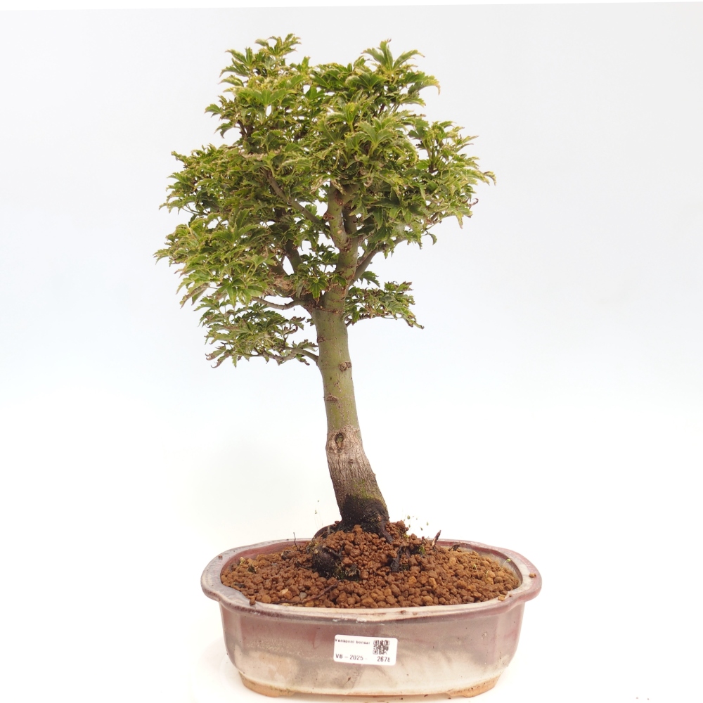 Bonsai im Freien - Acer palmatum Shishigashira-Ahorn