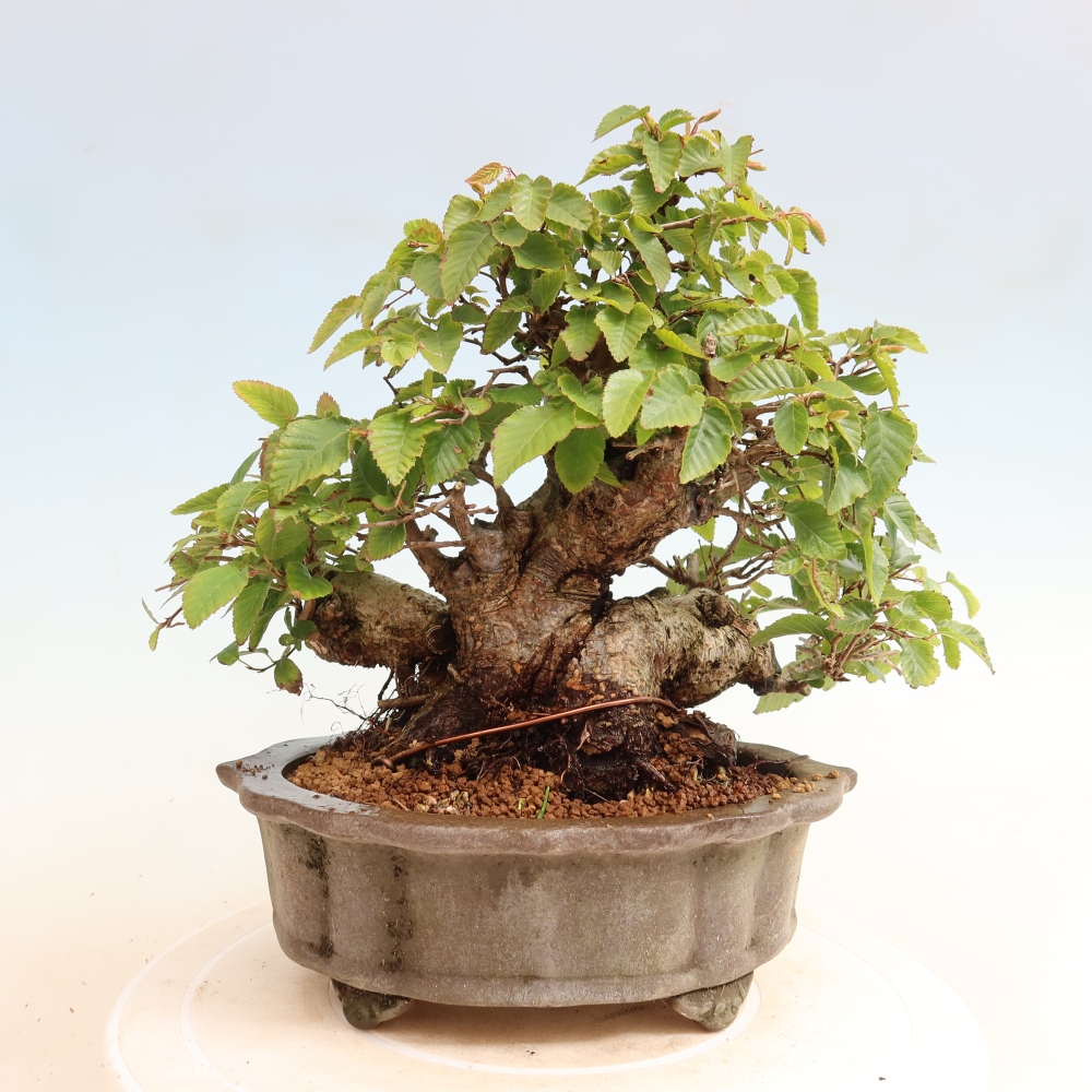 Bonsai für draußen -Carpinus CARPINOIDES - Koreanische Hainbuche