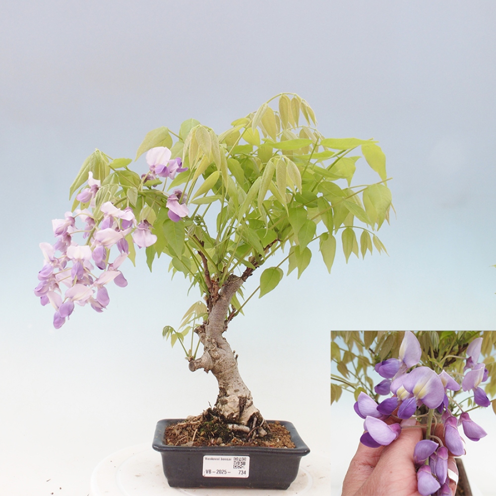 Bonsai im Freien - Wisteria floribunda - Wisteria floribunda